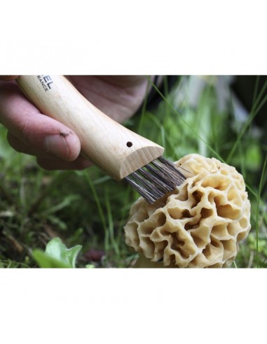 Cuchillo para setas e opinel